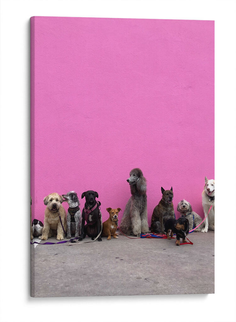 Perritos en la pared rosa | Cuadro decorativo de Canvas Lab