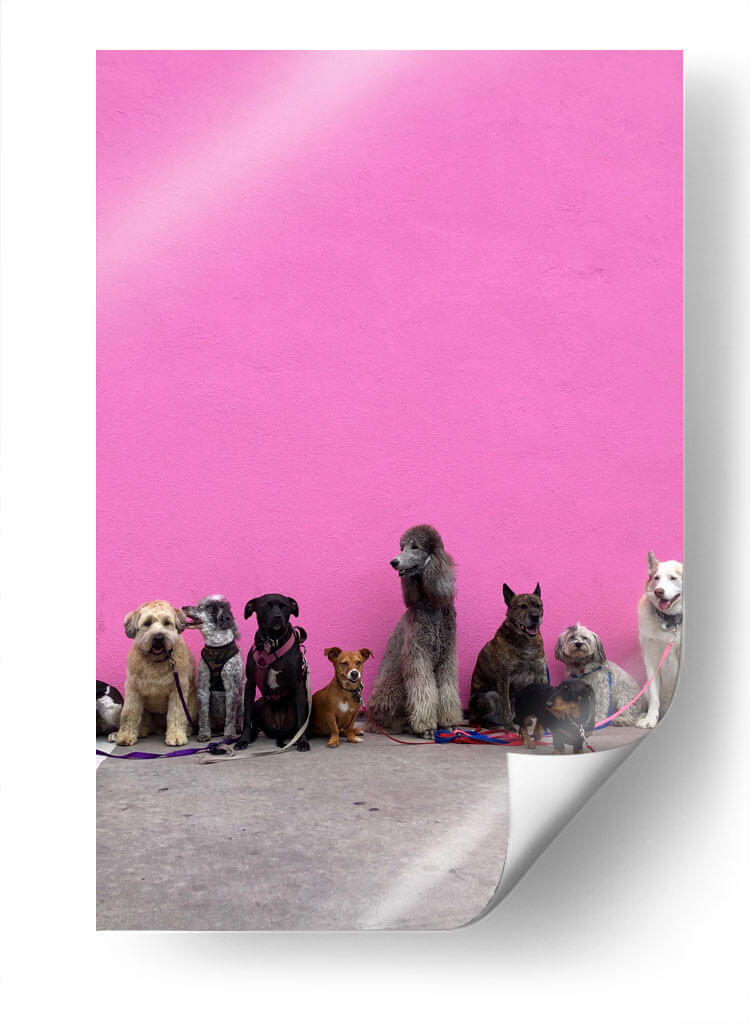 Perritos en la pared rosa | Cuadro decorativo de Canvas Lab