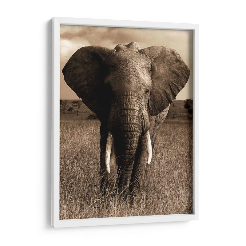 Serie De Animales Africanos - Elefante A - GI ArtLab | Cuadro decorativo de Canvas Lab