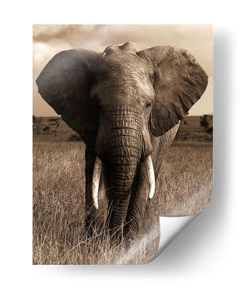 Serie De Animales Africanos - Elefante A - GI ArtLab | Cuadro decorativo de Canvas Lab