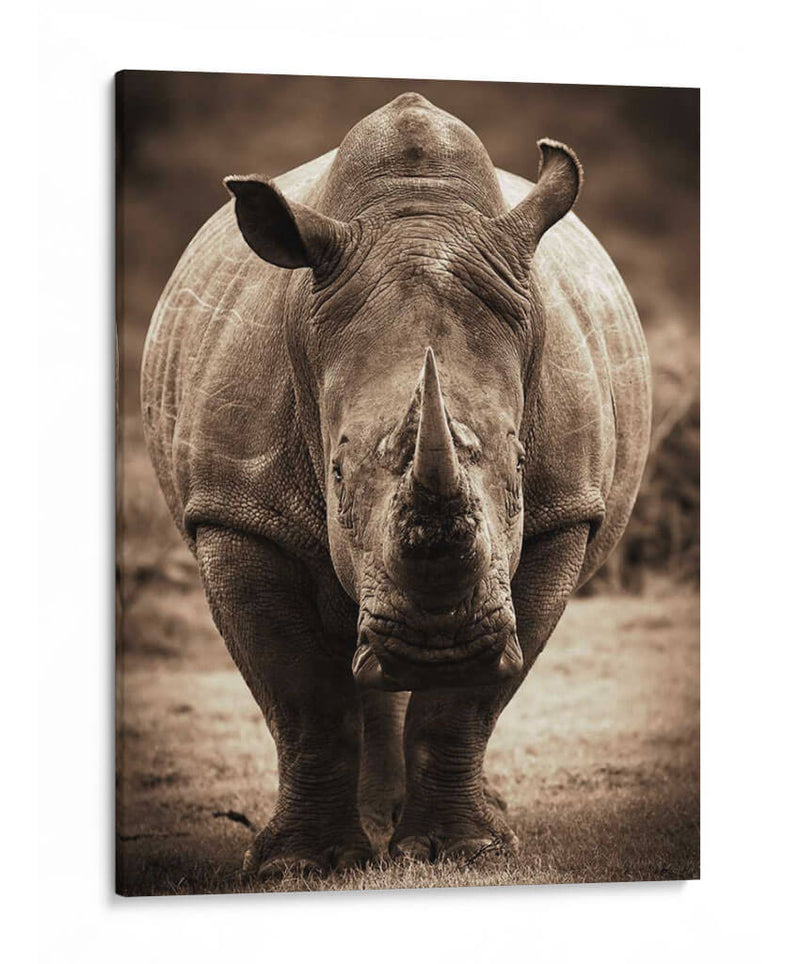 Serie De Animales Africanos - Rhino C - GI ArtLab | Cuadro decorativo de Canvas Lab