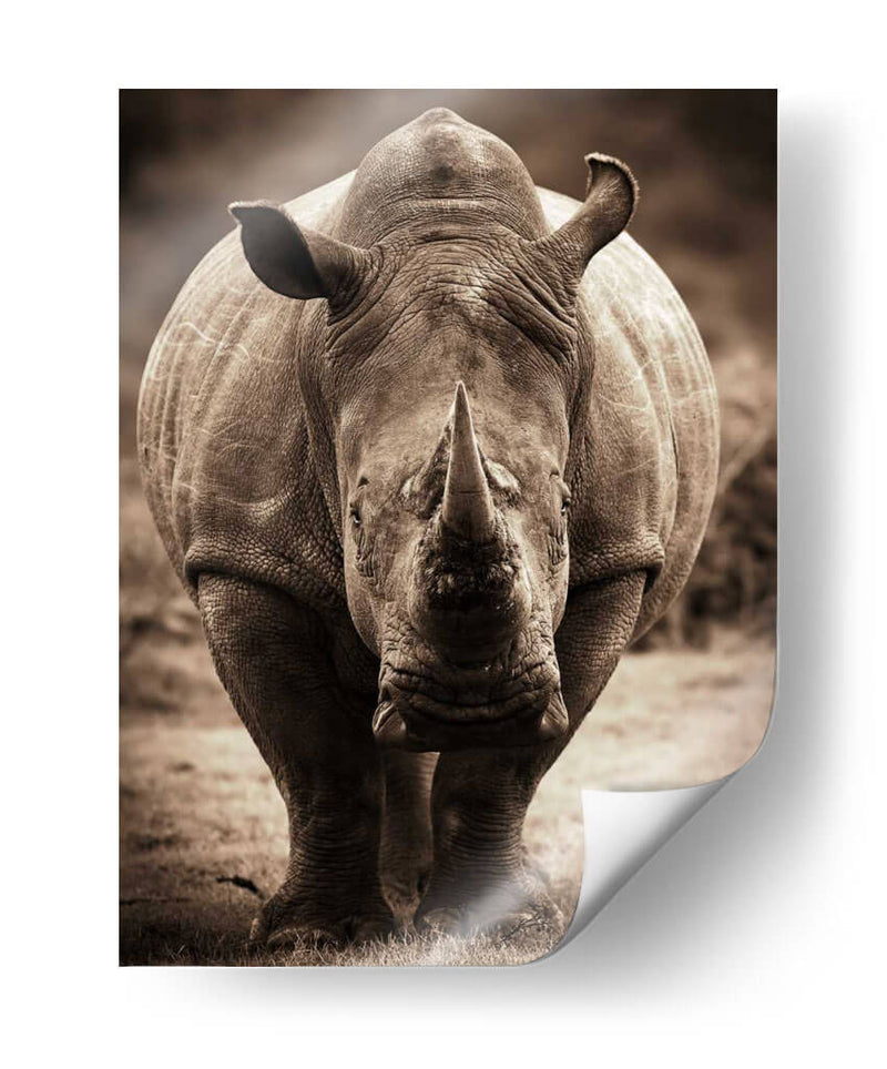 Serie De Animales Africanos - Rhino C - GI ArtLab | Cuadro decorativo de Canvas Lab