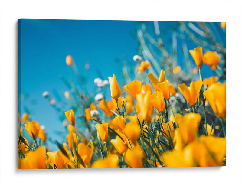 Amarillas en el campo | Cuadro decorativo de Canvas Lab