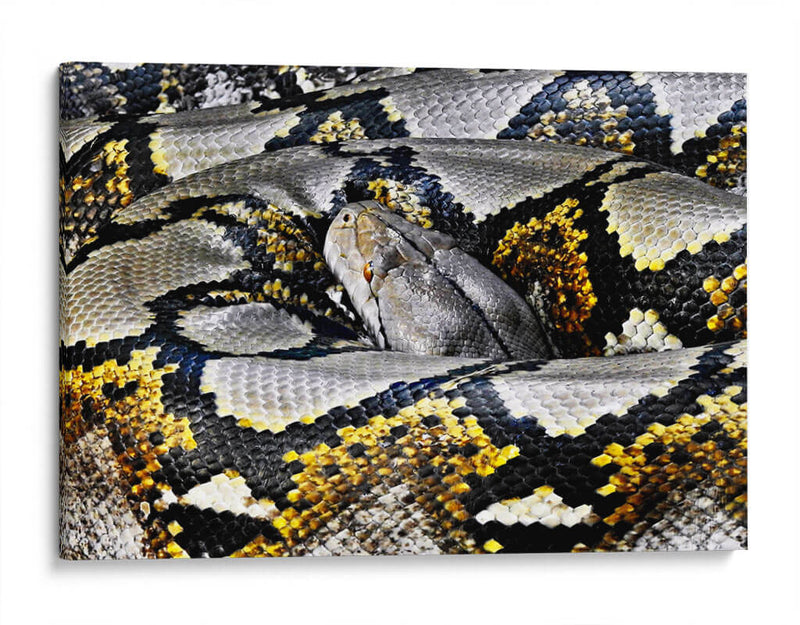 Serpiente enroscada | Cuadro decorativo de Canvas Lab