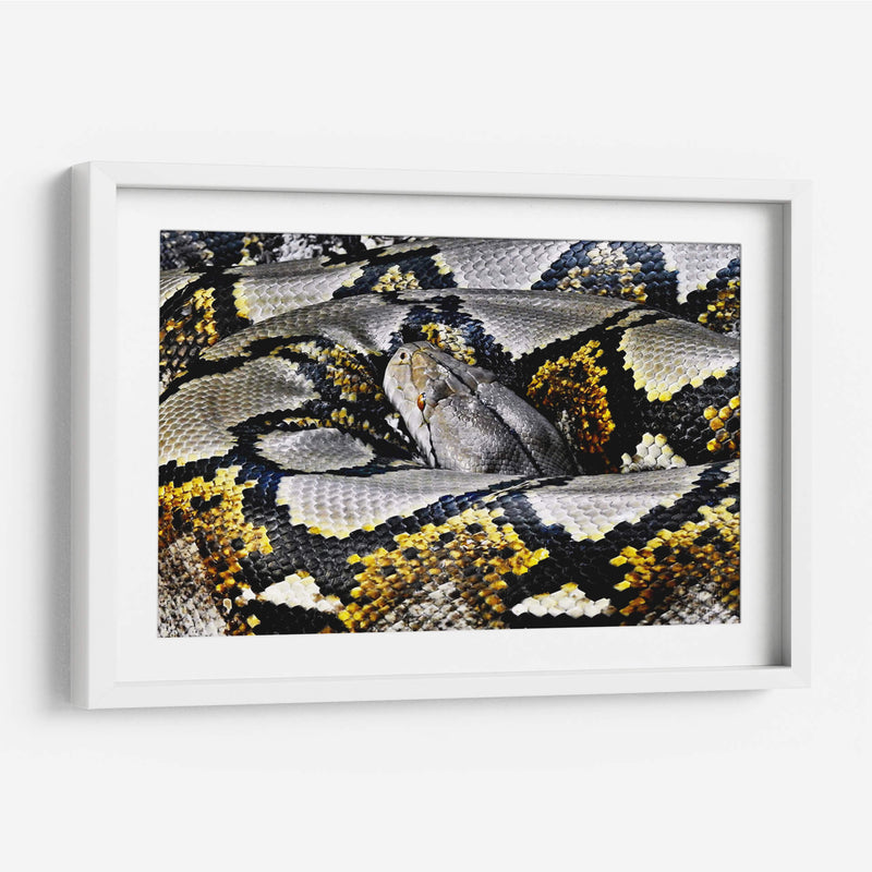 Serpiente enroscada | Cuadro decorativo de Canvas Lab