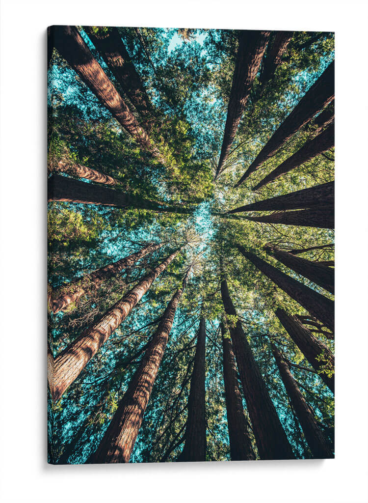 Tan alto como los árboles | Cuadro decorativo de Canvas Lab