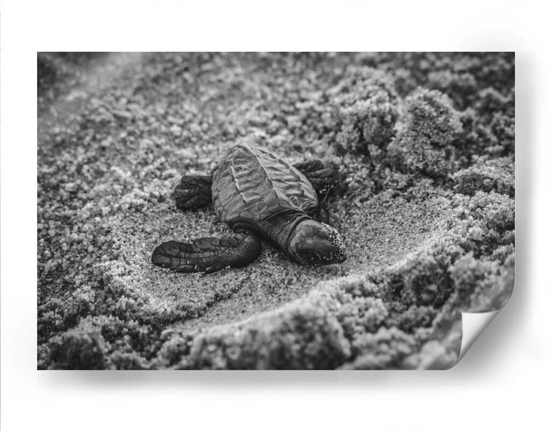 Tortuga estrenando el mundo | Cuadro decorativo de Canvas Lab