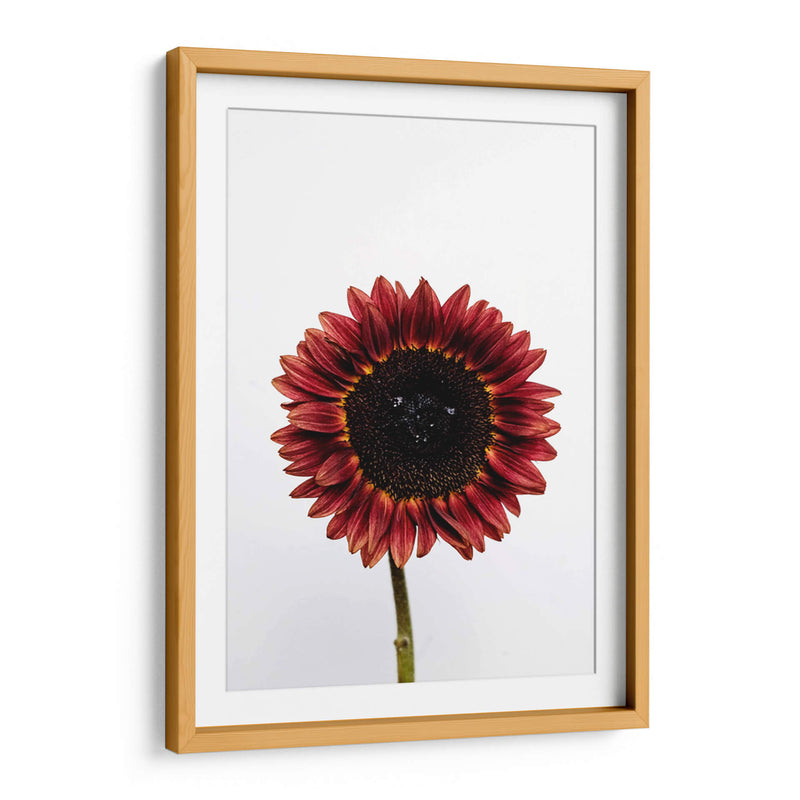 Una flor para ti | Cuadro decorativo de Canvas Lab