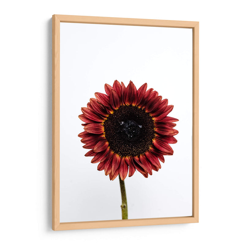 Una flor para ti | Cuadro decorativo de Canvas Lab