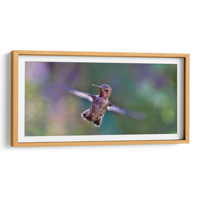 Vuelo de colibrí | Cuadro decorativo de Canvas Lab