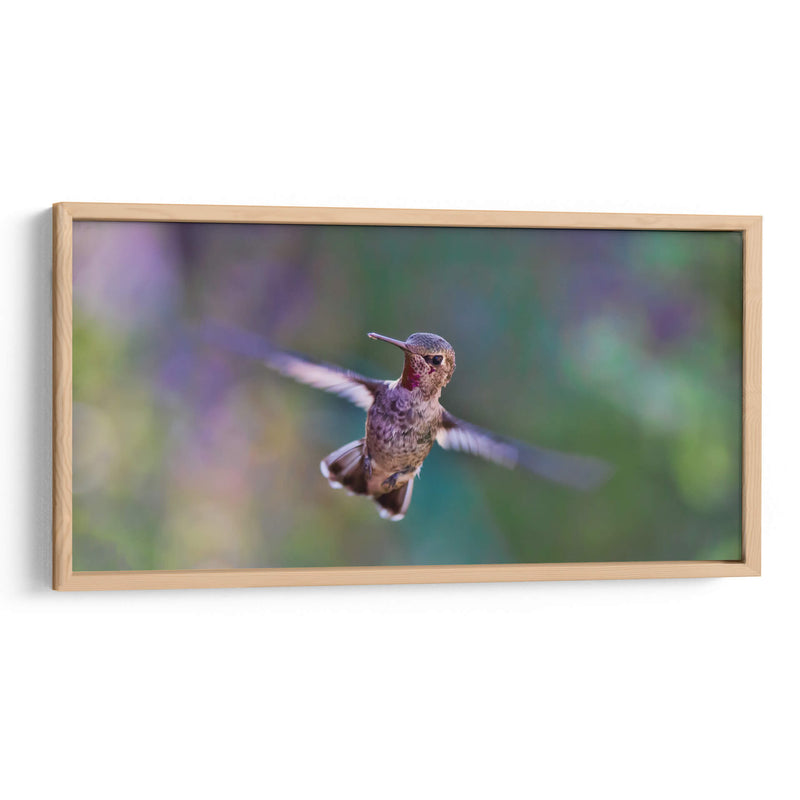 Vuelo de colibrí | Cuadro decorativo de Canvas Lab