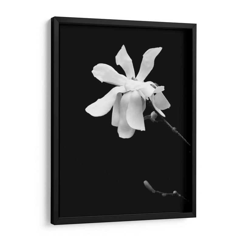 Retrato Floral Vii - Jeff Pica | Cuadro decorativo de Canvas Lab