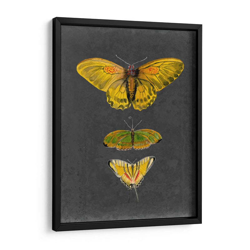 Mariposas En Pizarra I - Naomi McCavitt | Cuadro decorativo de Canvas Lab