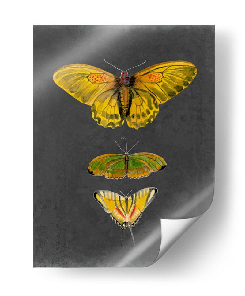 Mariposas En Pizarra I - Naomi McCavitt | Cuadro decorativo de Canvas Lab