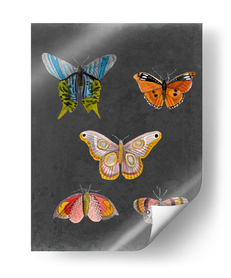 Mariposas En La Pizarra Ii - Naomi McCavitt | Cuadro decorativo de Canvas Lab