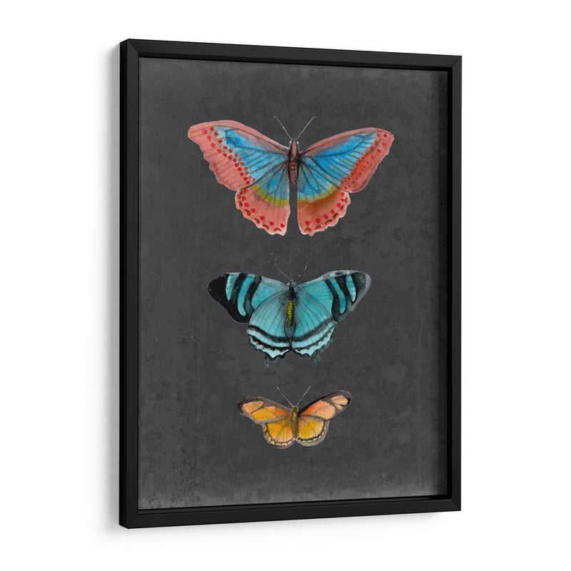 Mariposas En La Pizarra Iii - Naomi McCavitt | Cuadro decorativo de Canvas Lab