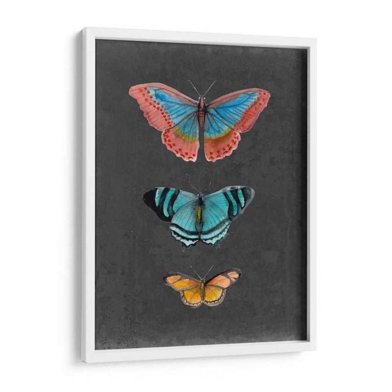 Mariposas En La Pizarra Iii - Naomi McCavitt | Cuadro decorativo de Canvas Lab