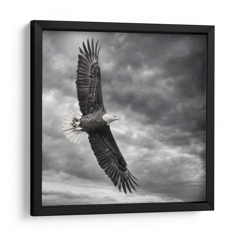 Águila En Vuelo - PH Burchett | Cuadro decorativo de Canvas Lab