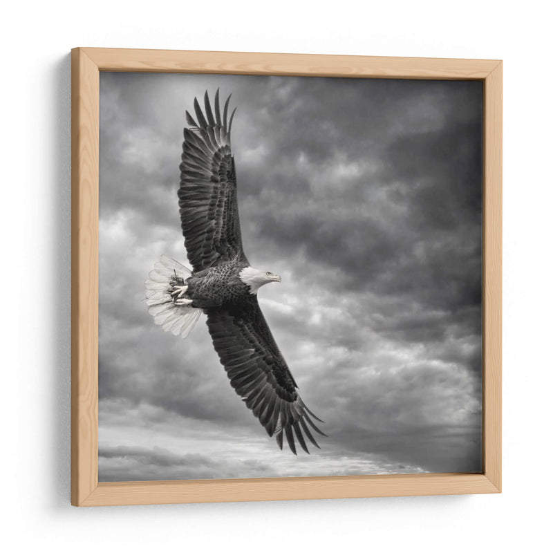 Águila En Vuelo - PH Burchett | Cuadro decorativo de Canvas Lab