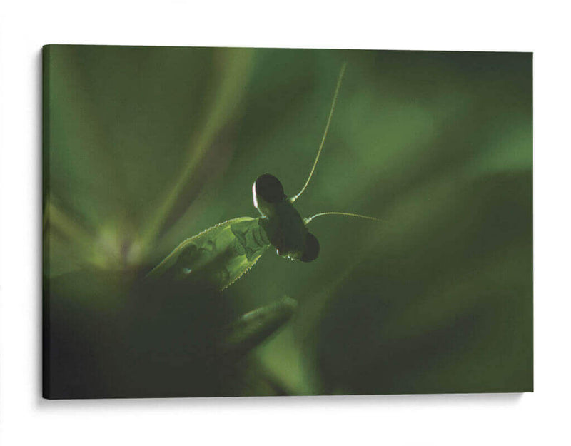 Mantis 1 - HCTR | Cuadro decorativo de Canvas Lab