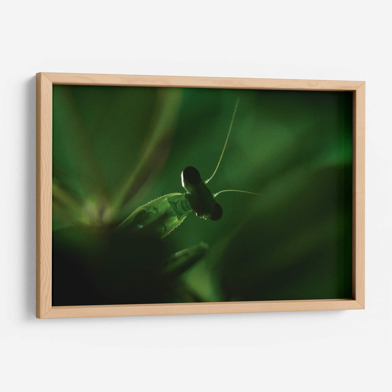 Mantis 1 - HCTR | Cuadro decorativo de Canvas Lab