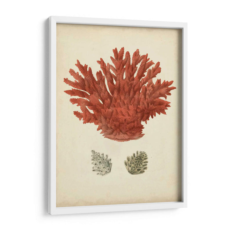 Coral Rojo Antiguo Iii - Vision Studio | Cuadro decorativo de Canvas Lab