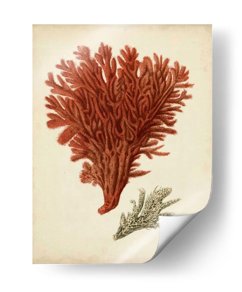 Antiguo Coral Rojo V - Vision Studio | Cuadro decorativo de Canvas Lab