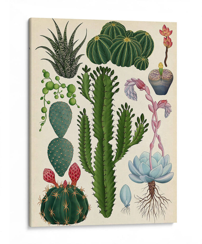 Variedades del cactus | Cuadro decorativo de Canvas Lab
