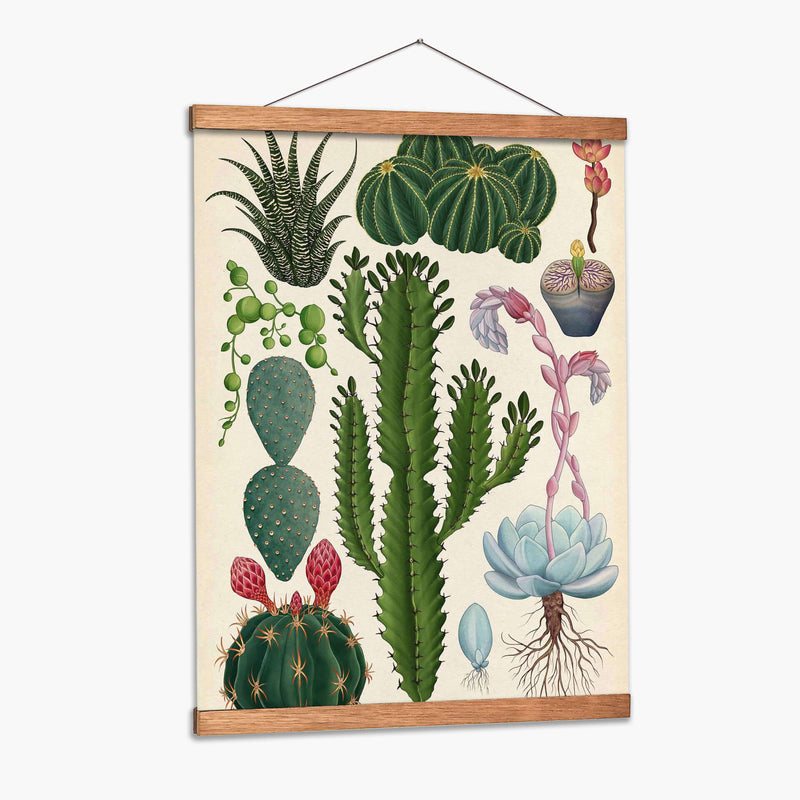 Variedades del cactus | Cuadro decorativo de Canvas Lab