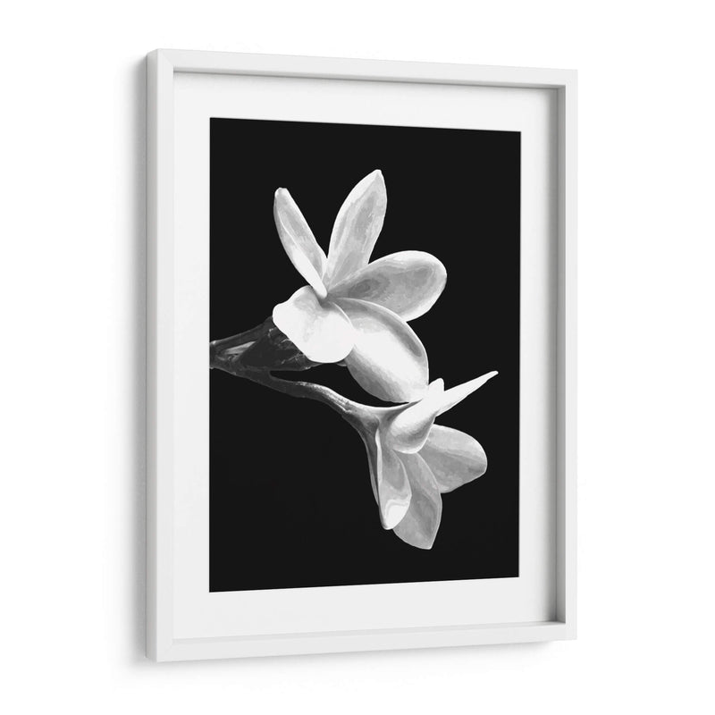 Flores Blancas - Alemi | Cuadro decorativo de Canvas Lab
