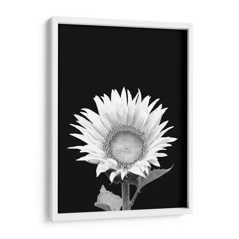 Girasol Blanco y Negro - Alemi | Cuadro decorativo de Canvas Lab