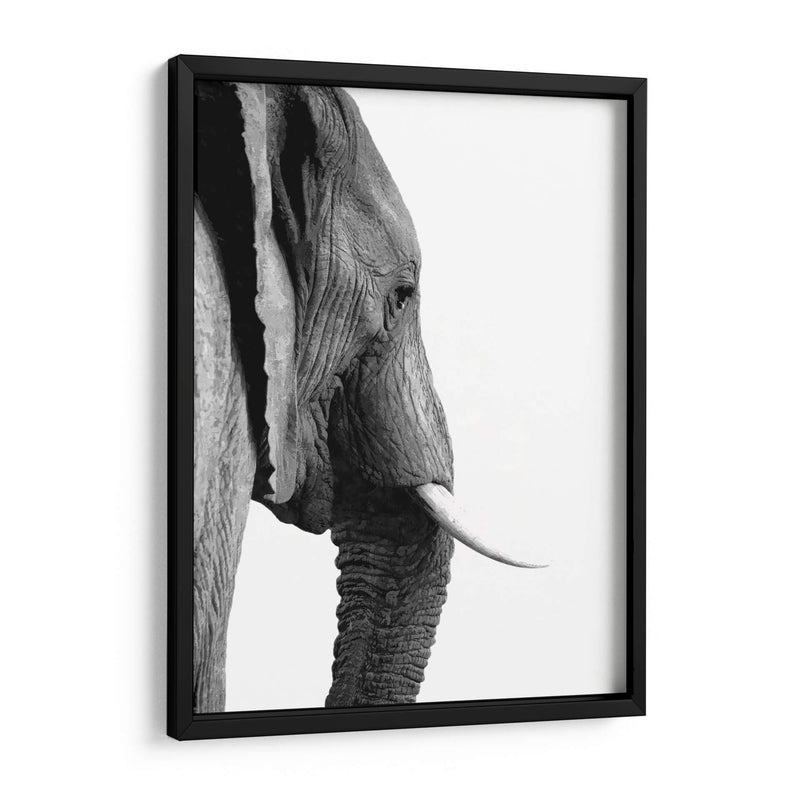 Perfil de Elefante Blanco y Negro - Alemi | Cuadro decorativo de Canvas Lab