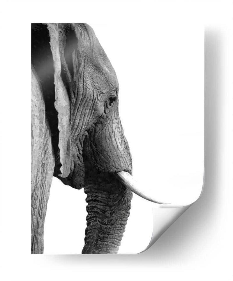 Perfil de Elefante Blanco y Negro - Alemi | Cuadro decorativo de Canvas Lab