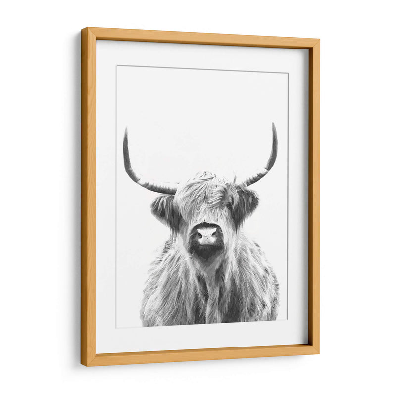 Vaca de las Tierras Altas en Blanco y Negro - Alemi | Cuadro decorativo de Canvas Lab