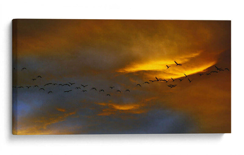Birds over San Miguel	 - Ezdrifter | Cuadro decorativo de Canvas Lab