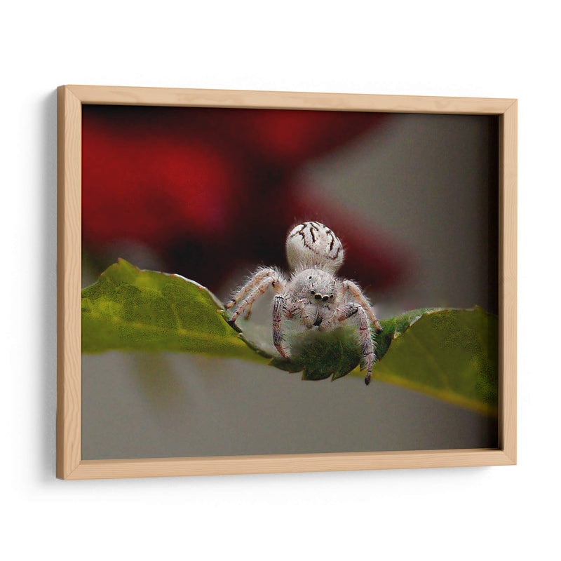 White spider - Ezdrifter | Cuadro decorativo de Canvas Lab