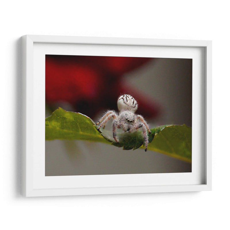 White spider - Ezdrifter | Cuadro decorativo de Canvas Lab