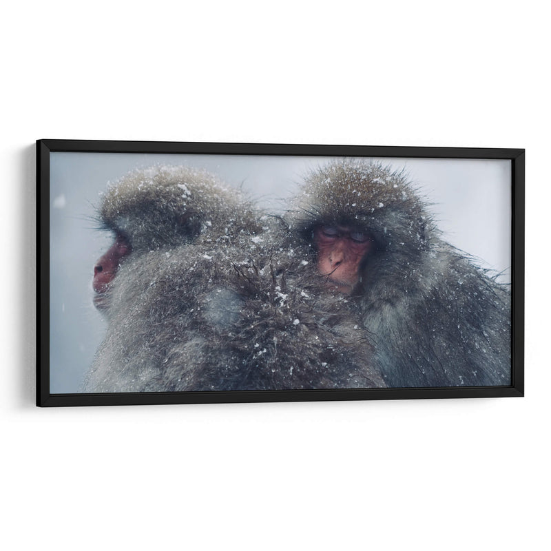 Snow Monkeys - Parque Jigokudani, Japón - Josué Altamira | Cuadro decorativo de Canvas Lab