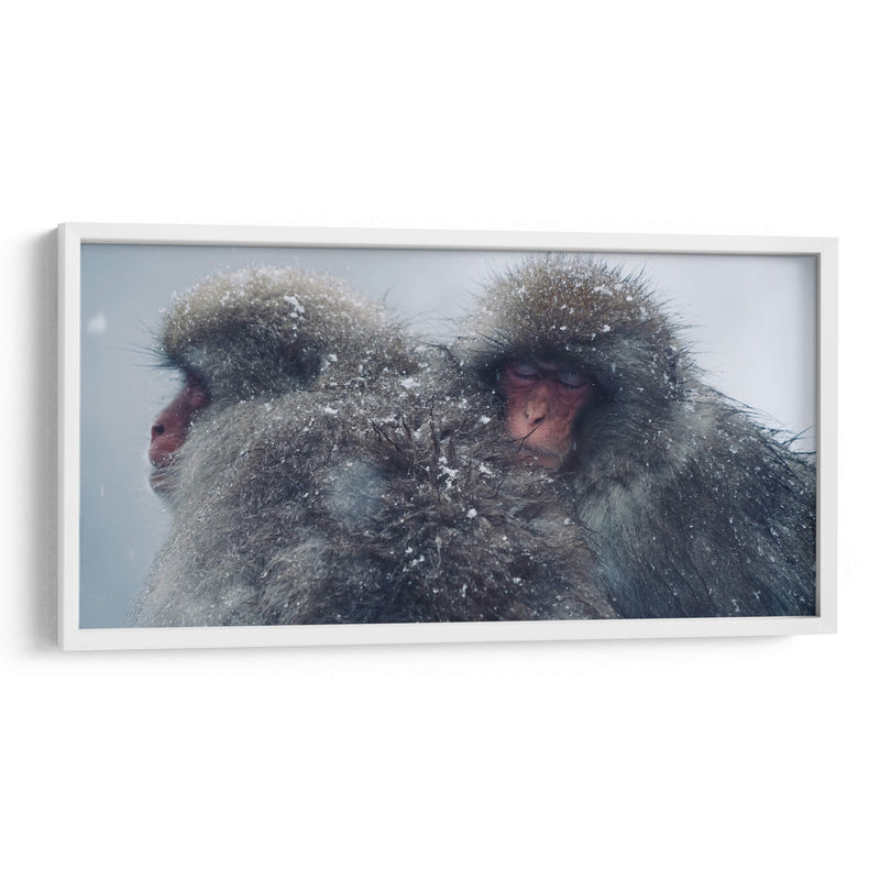 Snow Monkeys - Parque Jigokudani, Japón - Josué Altamira | Cuadro decorativo de Canvas Lab