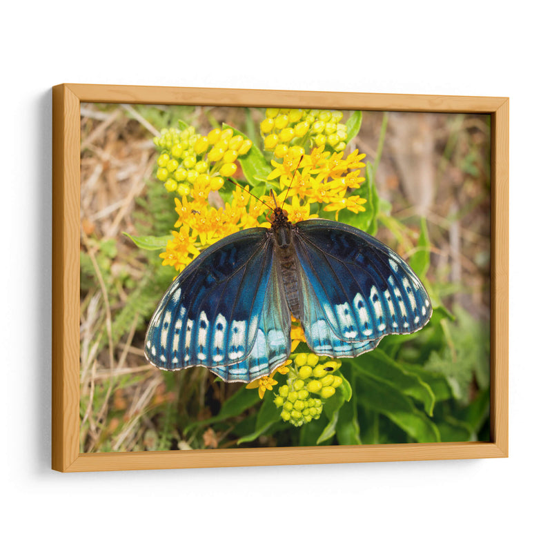Mariposa azul | Cuadro decorativo de Canvas Lab