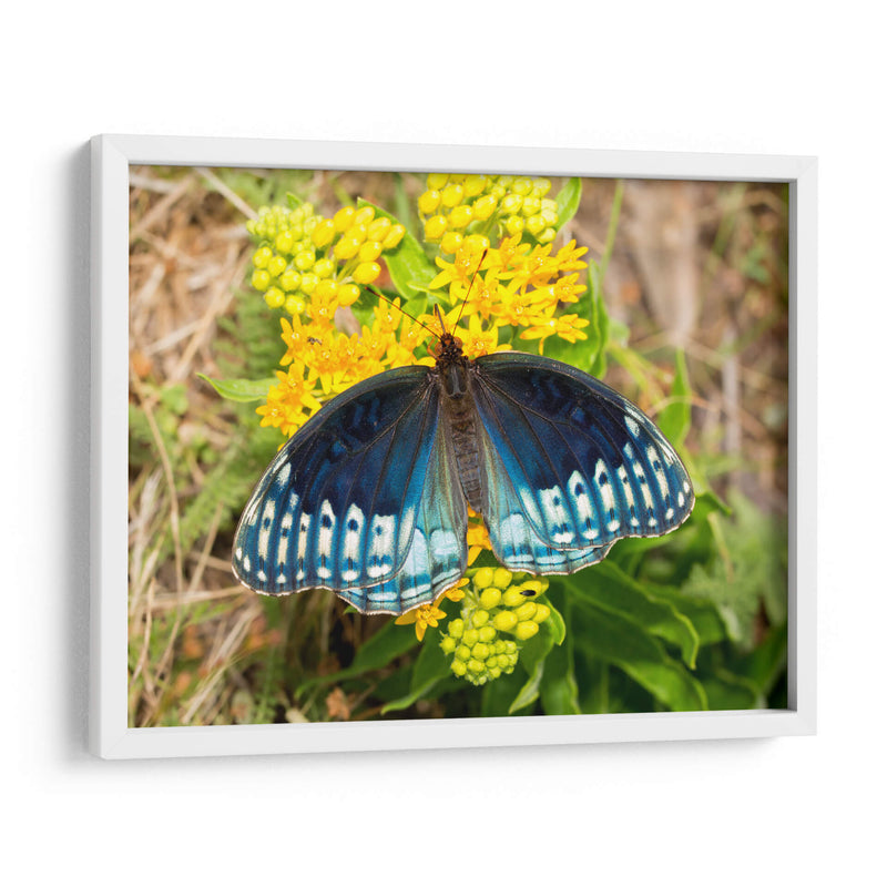 Mariposa azul | Cuadro decorativo de Canvas Lab
