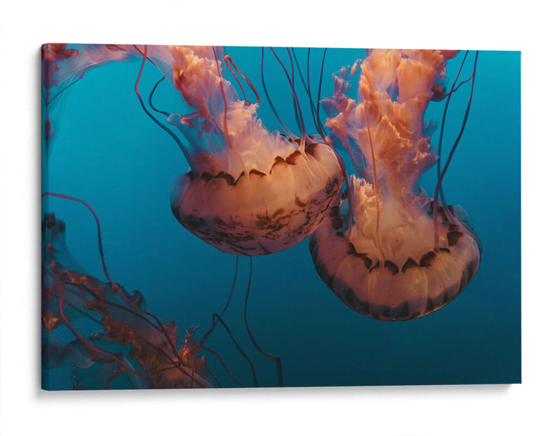 Baile de medusas | Cuadro decorativo de Canvas Lab