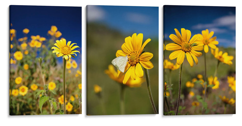 Girasoles Salvajes - Set de 3 - Marcos Rodríguez - Cuadro decorativo | Canvas Lab