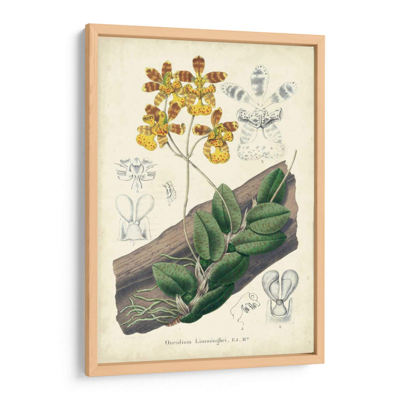 Orquídea Deleite I - George Severeyns | Cuadro decorativo de Canvas Lab