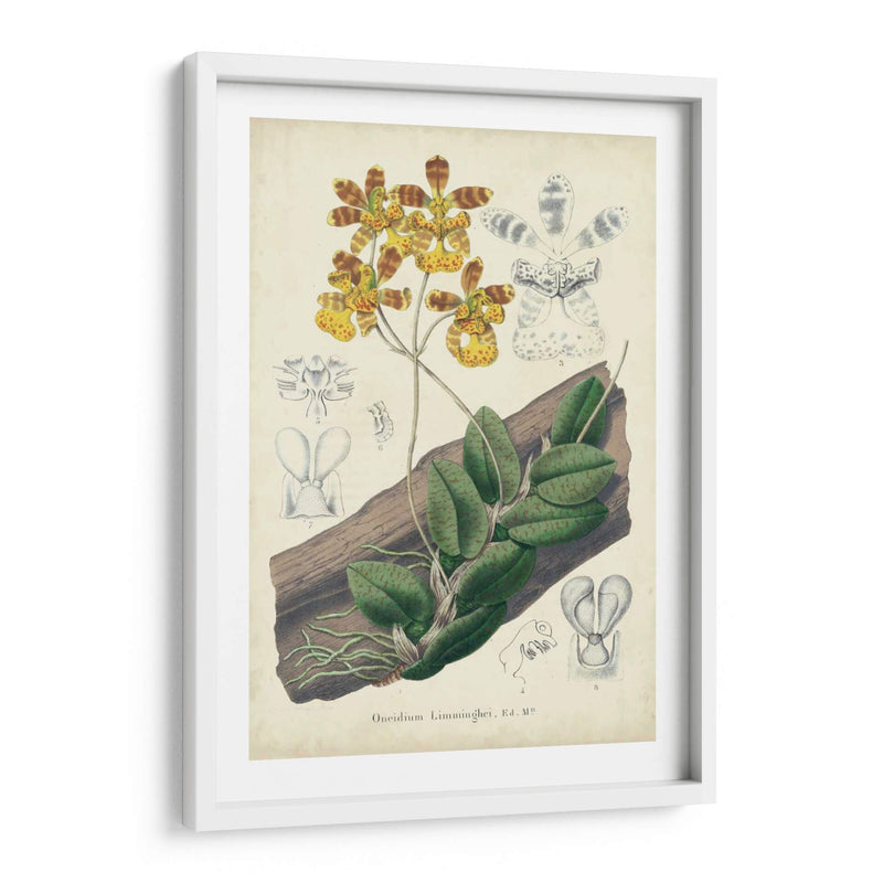 Orquídea Deleite I - George Severeyns | Cuadro decorativo de Canvas Lab