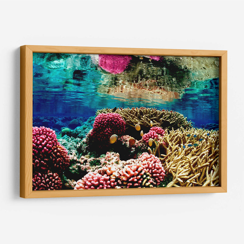 Arrecife de colores | Cuadro decorativo de Canvas Lab