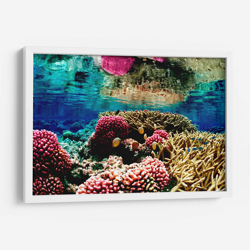 Arrecife de colores | Cuadro decorativo de Canvas Lab