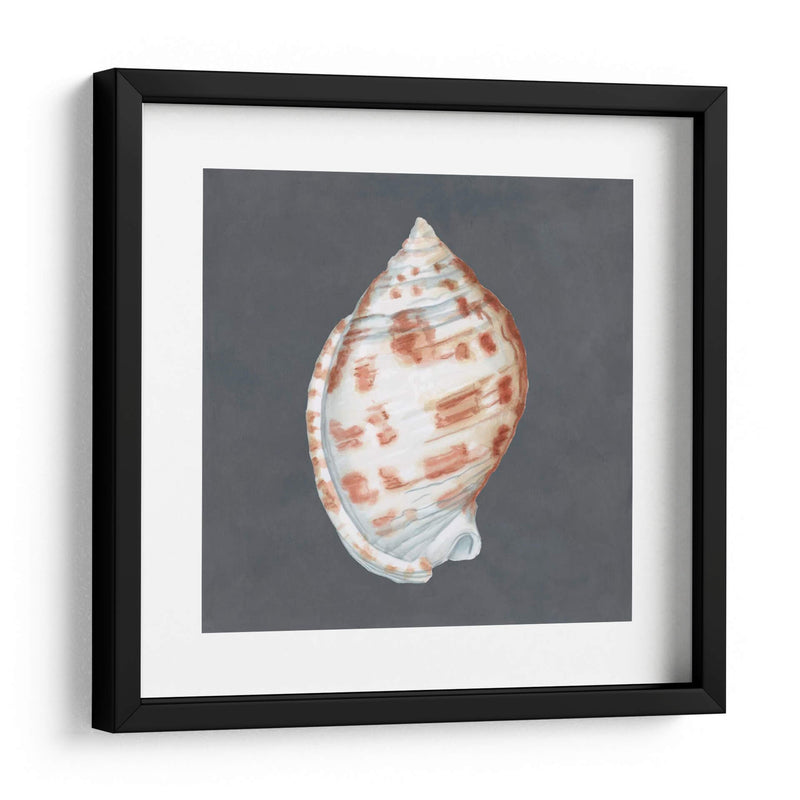 Shell En Pizarra I - Megan Meagher | Cuadro decorativo de Canvas Lab