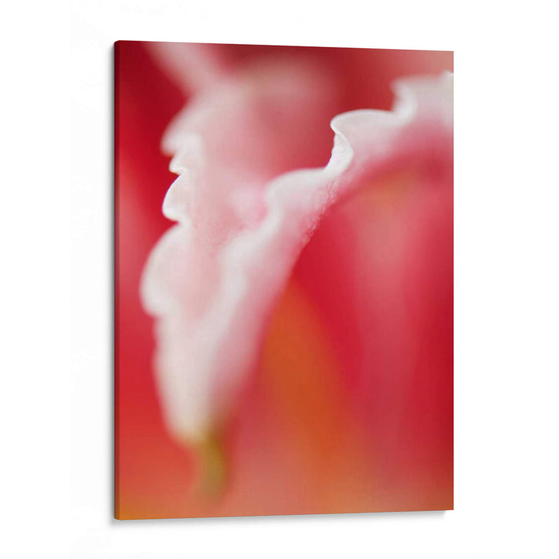 Macro Tulipio I - Jonathan Nourock | Cuadro decorativo de Canvas Lab