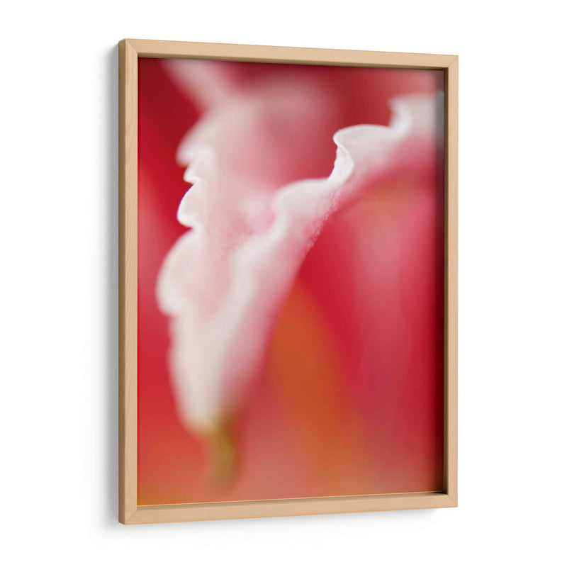 Macro Tulipio I - Jonathan Nourock | Cuadro decorativo de Canvas Lab
